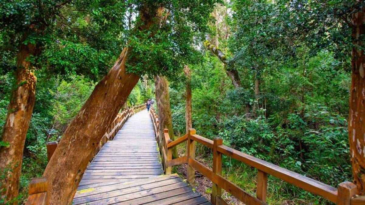 Quetrihué: el bosque de arrayanes que enmarca el Nahuel Huapi