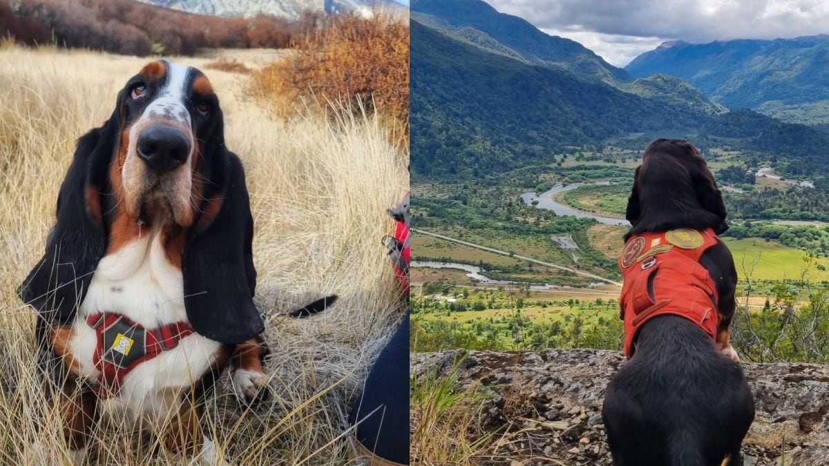 Humboldt, el basset hound que se ganó un lugar en los equipos de conservación de la Patagonia