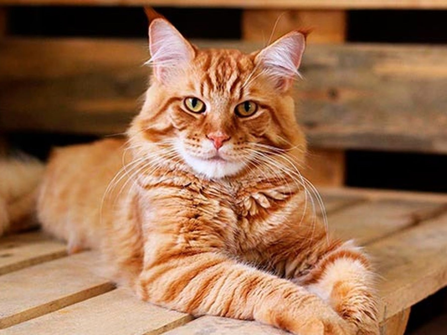 El gato ya no es el solitario de la casa: medio país lo elige como compañero de cada día