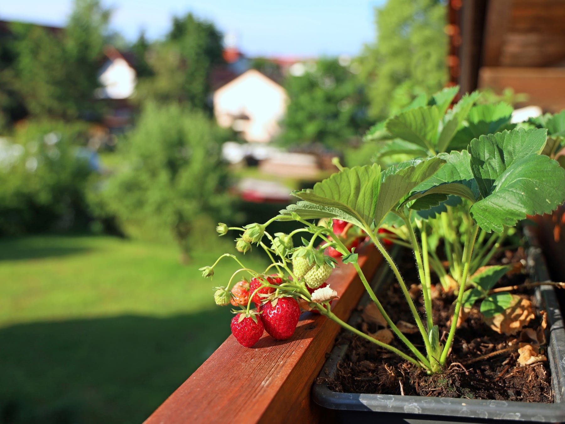 Septiembre en el jardín: cuando la huerta se mezcla con las flores y el cerco verde