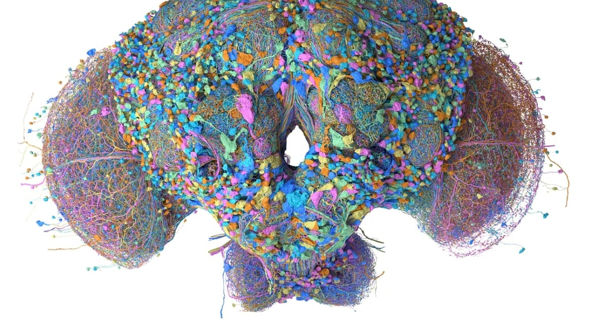 Un mapa neuronal de mosca se prueba para clasificar correos, jugar al Doom y simular decisiones financieras