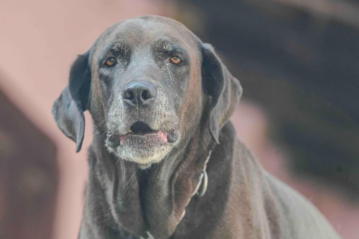 El Chaltén fija el registro y la patente de mascotas en módulos atados al precio de la nafta