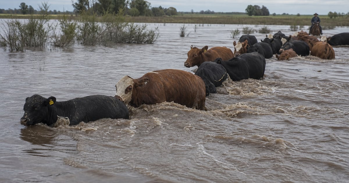 La crecida del Paraná ya mueve los precios en Cañuelas y recalienta el mapa mundial de la carne vacuna