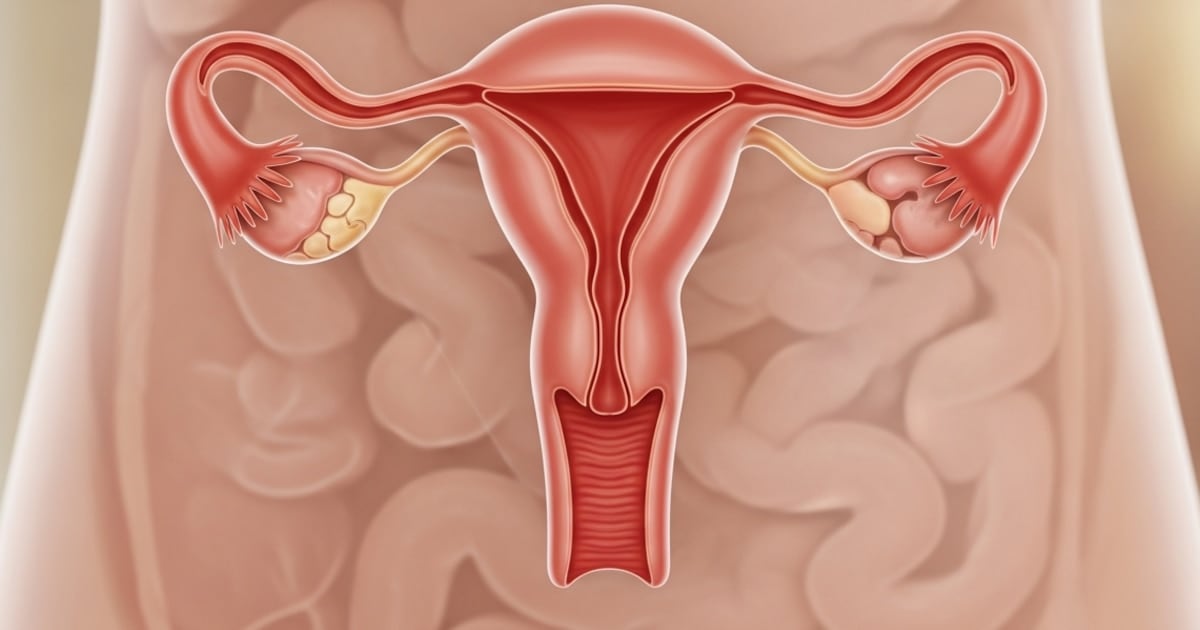 El ovario no se apaga después de la menopausia: un estudio revela que sigue activo durante décadas