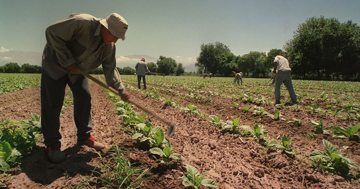 El Gobierno extendió por un año el piso de asignaciones para los trabajadores rurales de temporada